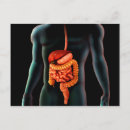 Recherche de digestif cartes postales Torse