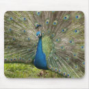 Recherche de bleu paon tapis souris Animaux