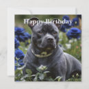Recherche de anniversaire de bull terrier cartes invitations Animal