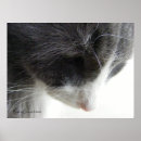 Recherche de chaton gris posters Chatte