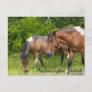 Recherche de poneys cartes postales Sauvage
