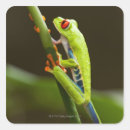 Recherche de grenouille rouge autocollants Faune