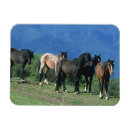 Recherche de cheval magnets Montagnes