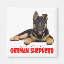 Recherche de germain magnets Berger allemand