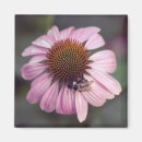 Recherche de echinacée Fleur