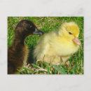 Recherche de caneton cartes postales Canard