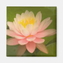 Recherche de floraison magnets Jaune