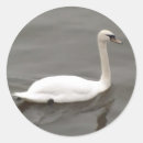 Recherche de lac cygne autocollants Lac des cygnes