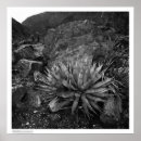 Recherche de agave posters Plantes