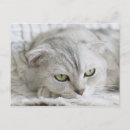 Recherche de chuchotement cartes postales Animal