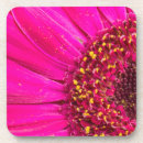 Recherche de asteraceae Flore