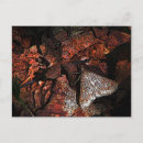 Recherche de camouflé cartes postales Papillon