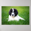 Recherche de newfoundland posters Chiot