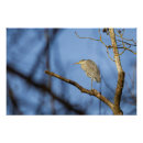 Recherche de perche posters Oiseaux