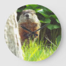 Recherche de marmotte horloges Pour tous