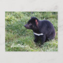 Recherche de diable tasmanien cartes postales Australie