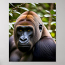 Recherche de gorille posters Photographie