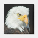 Recherche de prédateur magnets Oiseau
