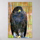 Recherche de faucon de harris posters Oiseau de proie