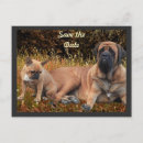 Recherche de de bouledogue français cartes postales Brute