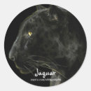 Recherche de jaguar en autocollants Gros chats