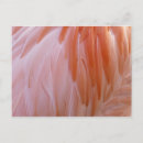 Recherche de plumes roses cartes postales Pour tous