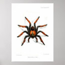 Recherche de arachnide art Vintage