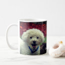 Recherche de caniche français tasses Mère
