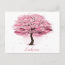 Recherche de fleur de sakura cartes postales Fleurs de cerisiers