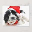 Recherche de tir cartes postales Animaux domestiques