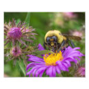 Recherche de pollinisateur art Botanique