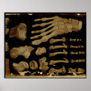 Recherche de pieds posters Anatomie