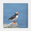 Recherche de oiseau macareux magnets Macareux de l'atlantique
