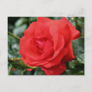 Recherche de fleur photocartes Floral