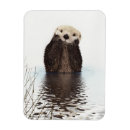 Recherche de loutres magnets Loutre mignonne