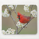 Recherche de cardinal du nord électronique Nature