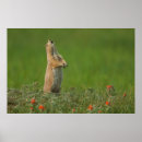 Recherche de grande prairie posters Animal