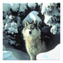 Recherche de loup de forêt posters Toute personne