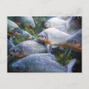 Recherche de piranhas posters Animaux