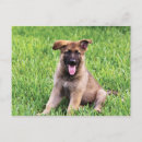 Recherche de chiot de berger allemand cartes postales Chiots