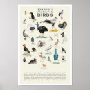 Recherche de guide posters Oiseaux