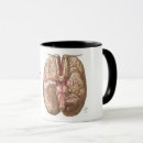 Recherche de anatomie de cerveau tasses Neurologie