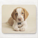 Recherche de chiot beagle tapis souris Photographie