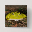 Recherche de vertebre badges Faune