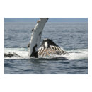 Recherche de baleine posters Faune marine
