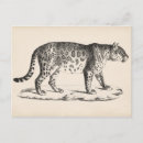 Recherche de léopard cartes postales Animaux sauvages