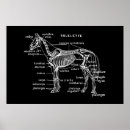 Recherche de anatomie de cheval posters Squelette
