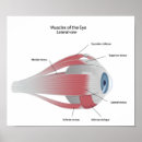 Recherche de muscle posters Médecin
