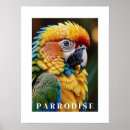 Recherche de perroquets posters Tropical