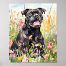Recherche de corso posters Dog